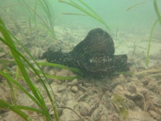 Descubrimiento de animales marinos en Burdeos 